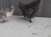 2 frizzle bantam chickens