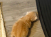 Chinchilla exotic Persian Kittens