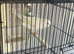 Persian canary