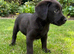 Labrador pups health tested