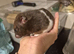 Male hamster