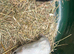 Baby guinea pigs