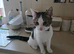 5 month old kitten