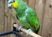 Amazon talking parrot