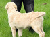 Lovely Puppy Boy (KC)