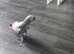 African gray