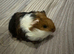Baby guinea pigs