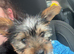 Yorkie puppy