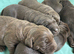 Chocolate Labrador puppies