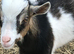Dwarf dairy billy