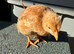 Hybrid Laying Hen Chicks