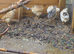 5 female quail