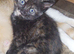 A beautiful girl is looking for a home