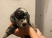 Covapoo pups for sale