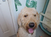 Golden doodle