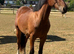 Shire cross thoroughbred