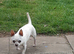 adult chihuahua