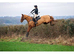 Bran 16.2 12yo Gelding