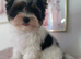 Beautiful small Biewer Yorkshire Terrier Pedigree