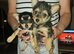 Jack Russell's puppies