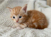 Maincoon kittens 7 weeks stunning