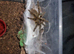 X6 obt kenya tarantula Unsexed