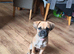 6 month old puggle pup