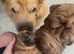 Shar pei bear coat puppy’s for sale