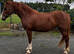 Chunky 14.1 Welsh Filly