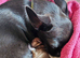 Chihuahua puppies