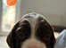 Female English Springer Spaniel Puppy