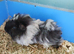 Beautiful pair of boys guinea pigs ready now