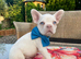 Blue eyed Fluffy/standard pink frenchies