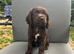 Chocolate male cocker spaniel