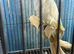 Female Cockatoo Glasgow