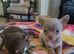 Exquisite Tiny Chihuahua puppies.