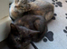 2 female kittens