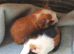 Pair of baby Guinea pigs