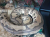 Royal pythons for sale