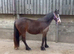 2 year old filly who's a smidge under 14hh