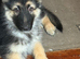 German shepherd pups