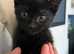Black kitten