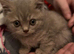 Stunning lilac/spotter male kittens only 1 left