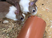 Baby Dutch Rabbits &pound;30