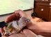 Beautiful baby pineapple conures ready by end of October