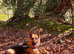 ️ Family Raised ️ Straight Backed German Shepherd Puppies