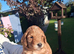 1st cross cockerpoos excellent quality