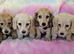Cream long haired miniatures READY NOW