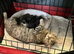 British short haired kittens ready