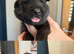 beautiful shepkita puppies